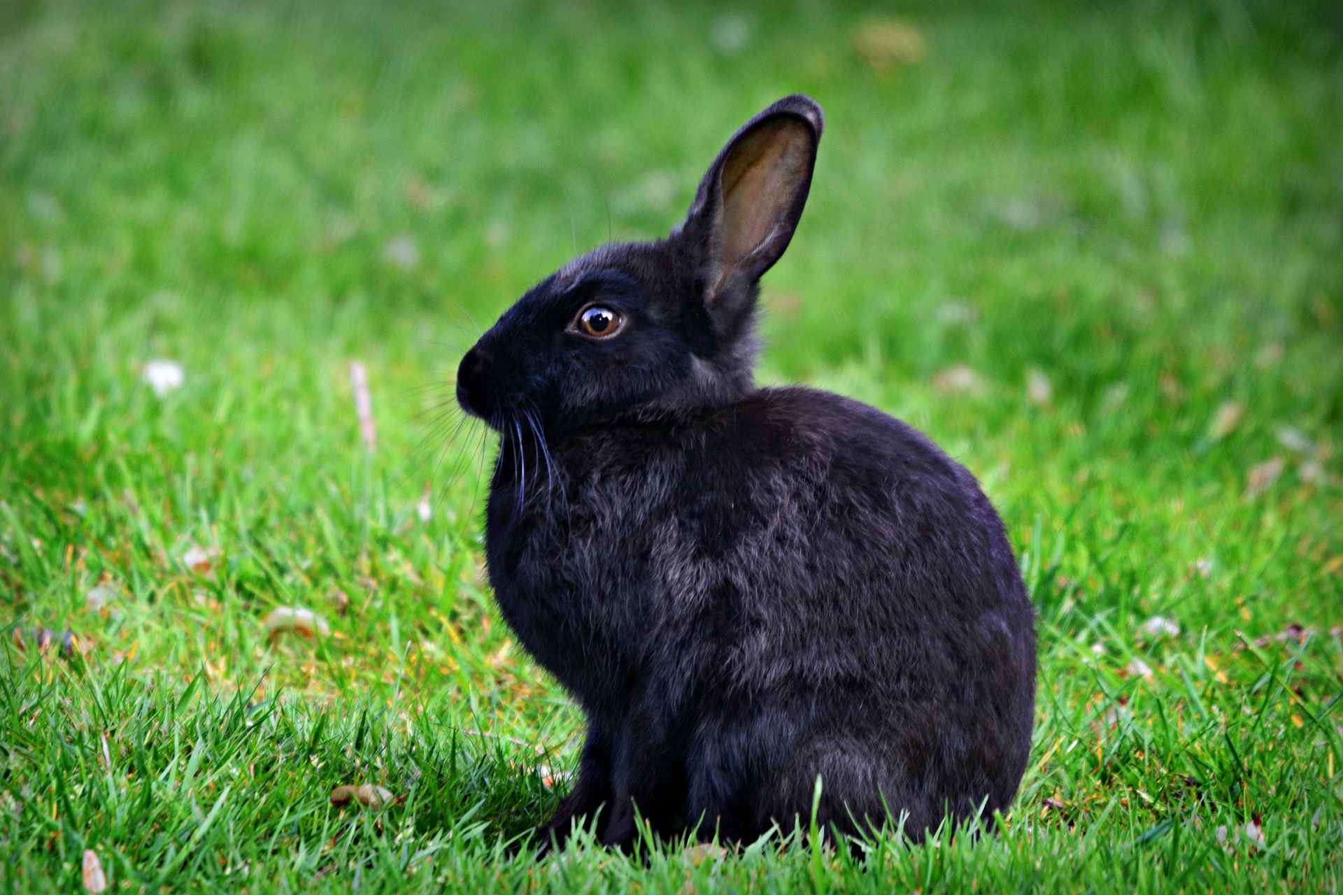 Rating ng pinakamahusay na mga cage para sa mga rabbits para sa 2020